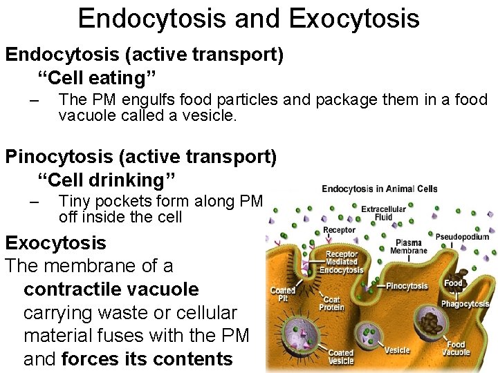 Endocytosis and Exocytosis Endocytosis (active transport) “Cell eating” – The PM engulfs food particles