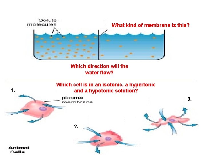 What kind of membrane is this? Which direction will the water flow? 1. Which