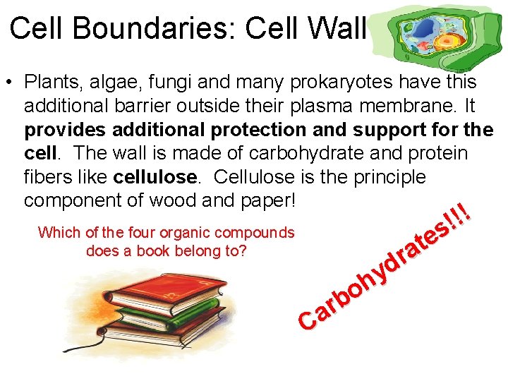 Cell Boundaries: Cell Wall • Plants, algae, fungi and many prokaryotes have this additional