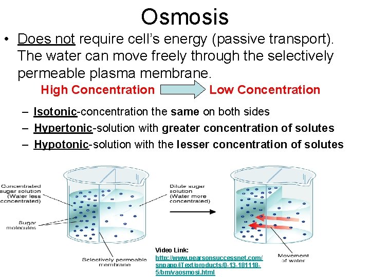 Osmosis • Does not require cell’s energy (passive transport). The water can move freely
