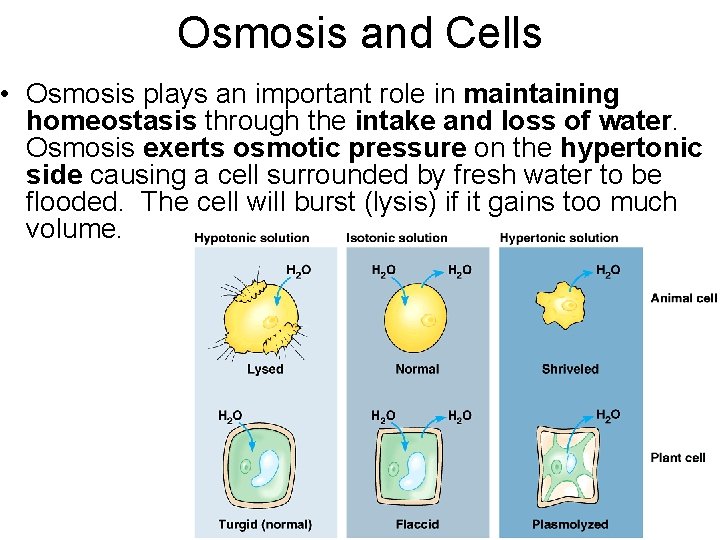 Osmosis and Cells • Osmosis plays an important role in maintaining homeostasis through the