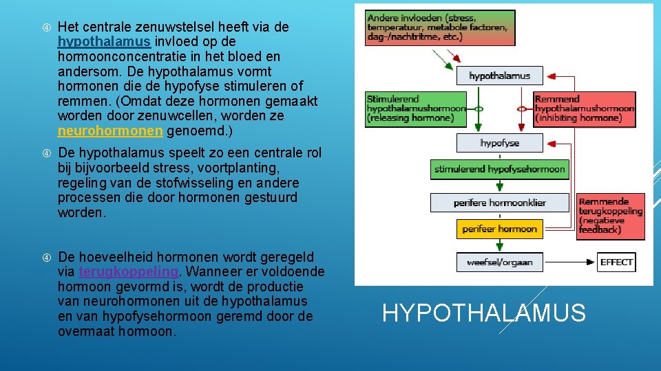  Het centrale zenuwstelsel heeft via de hypothalamus invloed op de hormoonconcentratie in het