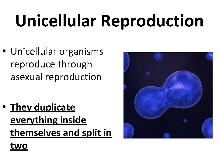 Unicellular Reproduction • Unicellular organisms reproduce through asexual reproduction • They duplicate everything inside