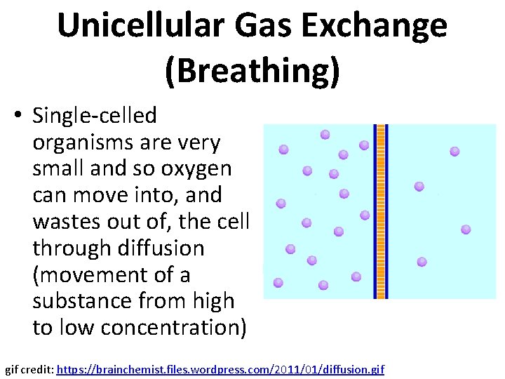 Unicellular Gas Exchange (Breathing) • Single-celled organisms are very small and so oxygen can