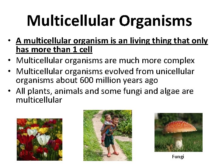 Unicellular and Multicellular Organisms Cells Unicellular Organisms