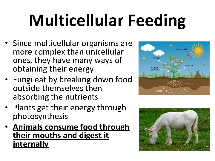 Multicellular Feeding • Since multicellular organisms are more complex than unicellular ones, they have