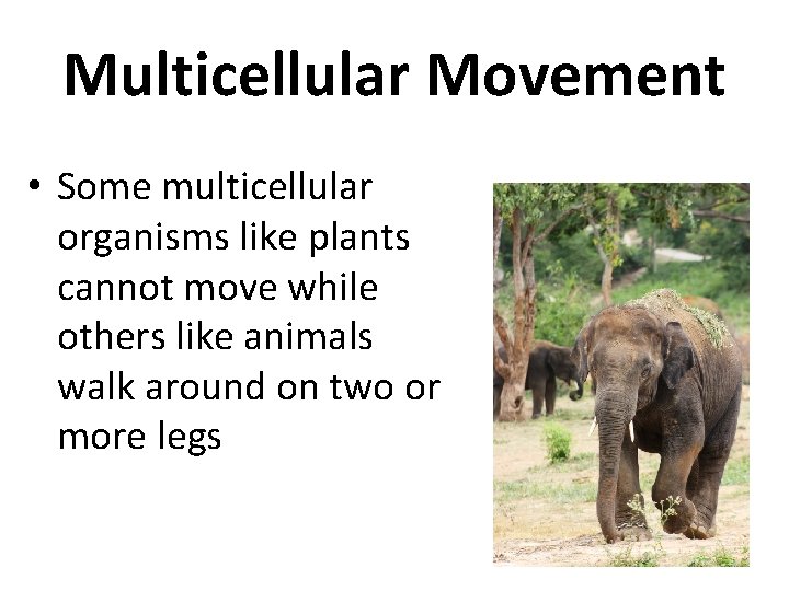 Multicellular Movement • Some multicellular organisms like plants cannot move while others like animals