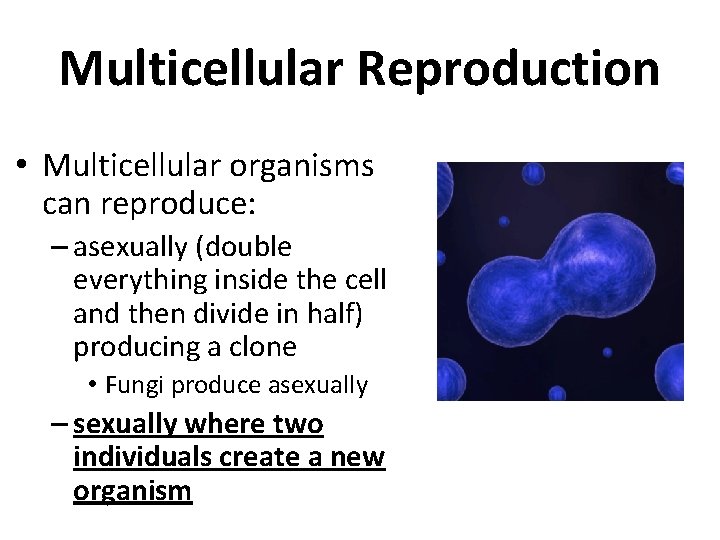 Multicellular Reproduction • Multicellular organisms can reproduce: – asexually (double everything inside the cell