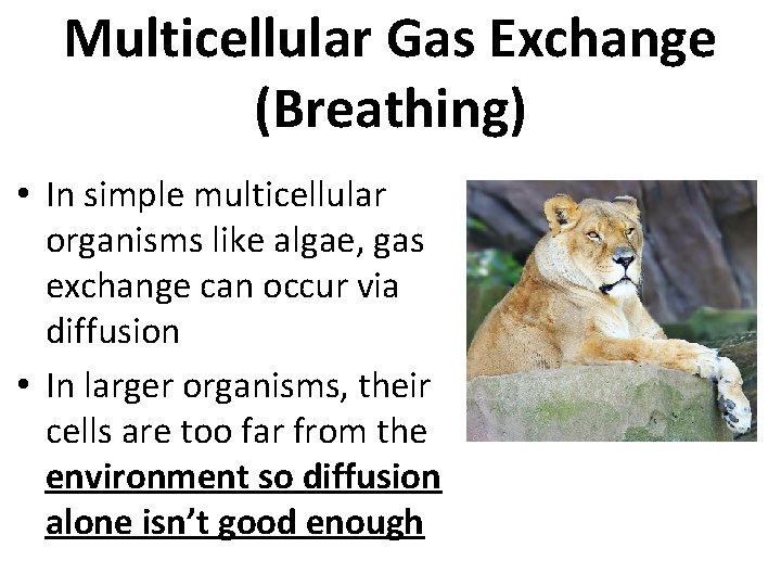 Multicellular Gas Exchange (Breathing) • In simple multicellular organisms like algae, gas exchange can