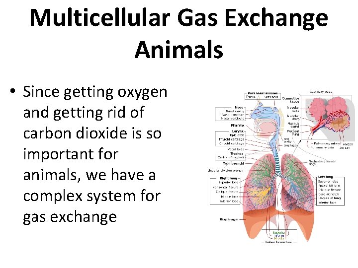 Multicellular Gas Exchange Animals • Since getting oxygen and getting rid of carbon dioxide