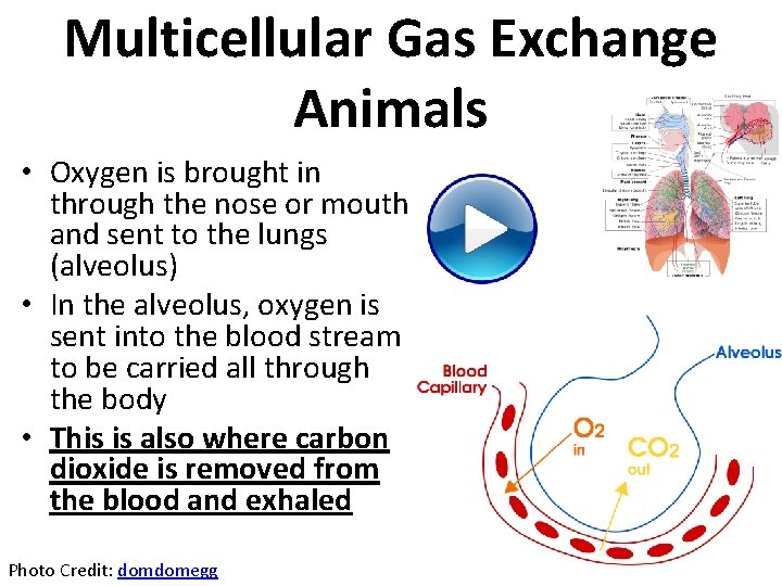 Multicellular Gas Exchange Animals • Oxygen is brought in through the nose or mouth