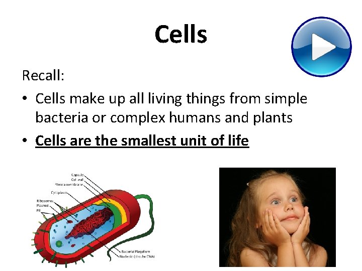 Cells Recall: • Cells make up all living things from simple bacteria or complex