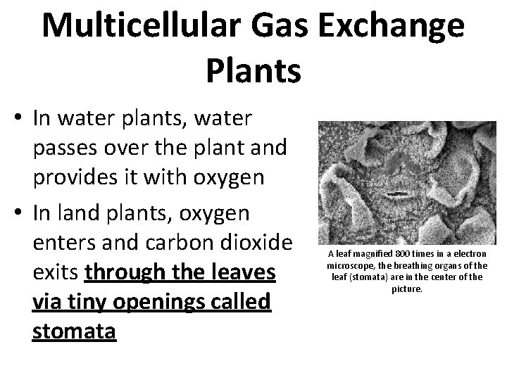 Multicellular Gas Exchange Plants • In water plants, water passes over the plant and