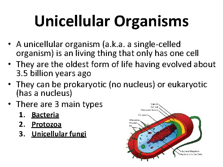 Unicellular Organisms • A unicellular organism (a. k. a. a single-celled organism) is an