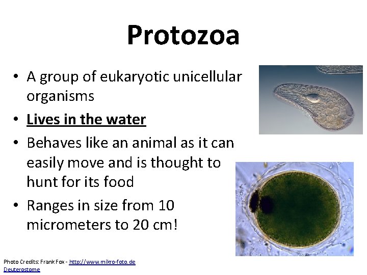 Protozoa • A group of eukaryotic unicellular organisms • Lives in the water •