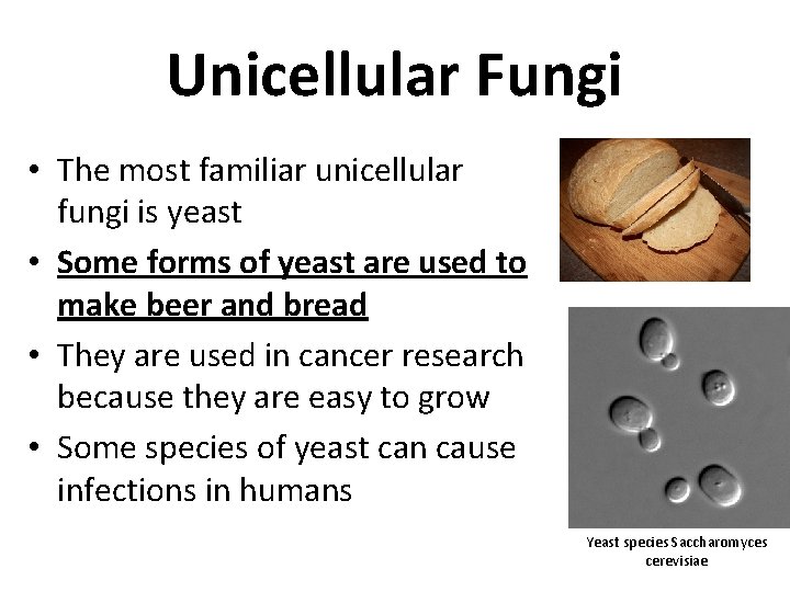 Unicellular Fungi • The most familiar unicellular fungi is yeast • Some forms of