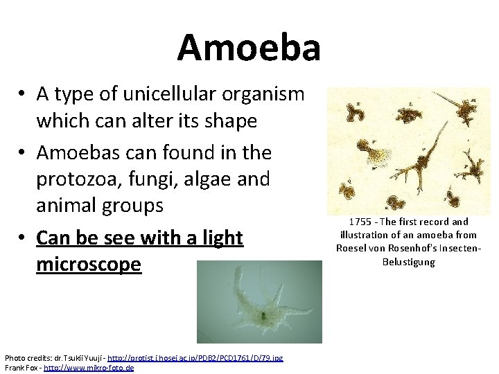 Amoeba • A type of unicellular organism which can alter its shape • Amoebas