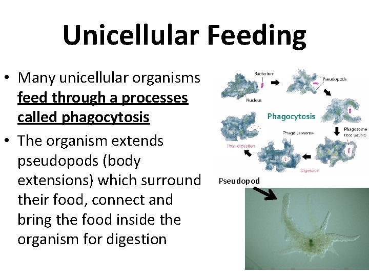 Unicellular Feeding • Many unicellular organisms feed through a processes called phagocytosis • The