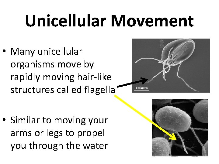 Unicellular Movement • Many unicellular organisms move by rapidly moving hair-like structures called flagella