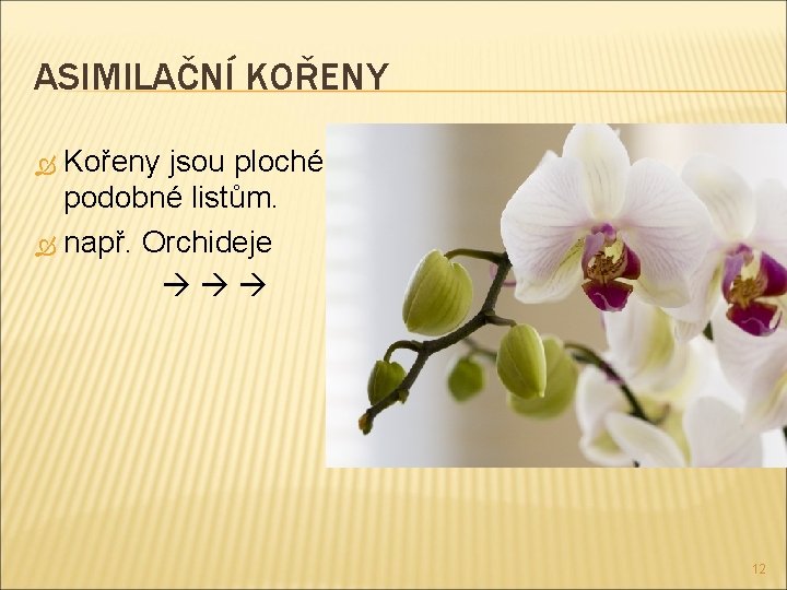 ASIMILAČNÍ KOŘENY Kořeny jsou ploché, podobné listům. např. Orchideje 12 