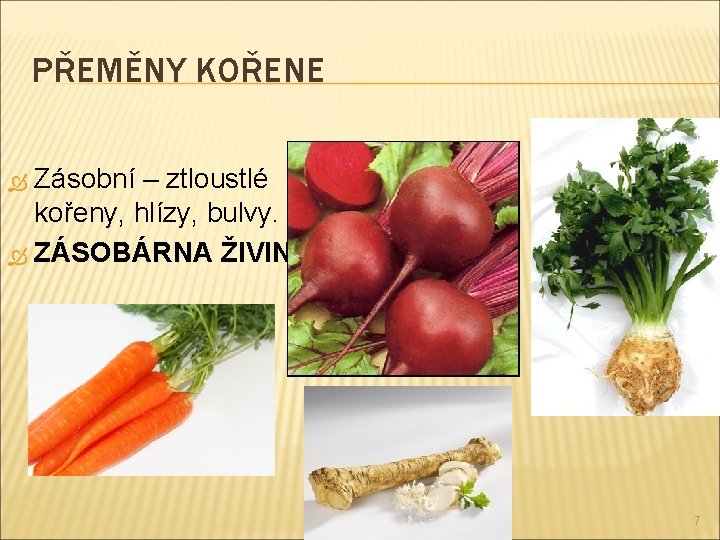 PŘEMĚNY KOŘENE Zásobní – ztloustlé kořeny, hlízy, bulvy. ZÁSOBÁRNA ŽIVIN 7 