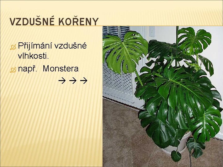 VZDUŠNÉ KOŘENY Přijímání vzdušné vlhkosti. např. Monstera 8 