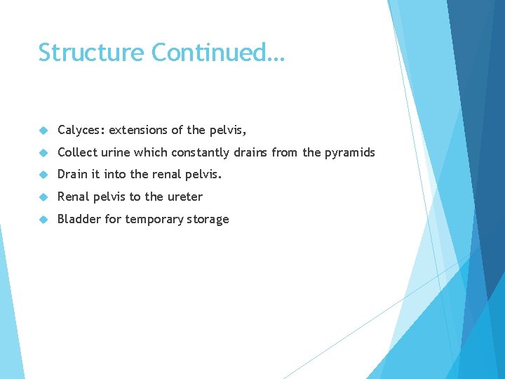 Structure Continued… Calyces: extensions of the pelvis, Collect urine which constantly drains from the