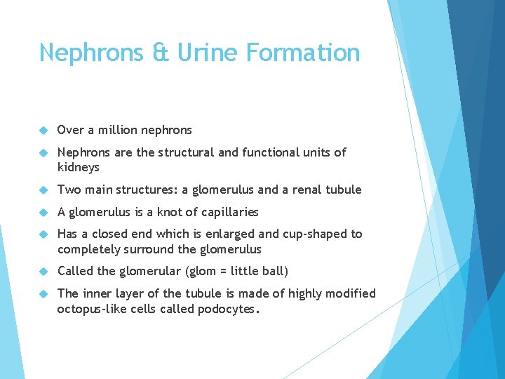 Nephrons & Urine Formation Over a million nephrons Nephrons are the structural and functional