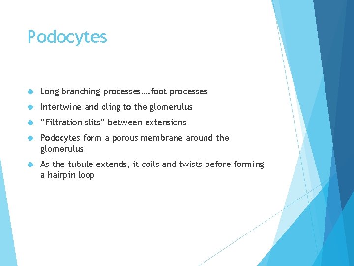 Podocytes Long branching processes…. foot processes Intertwine and cling to the glomerulus “Filtration slits”