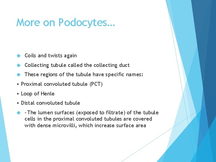 More on Podocytes… Coils and twists again Collecting tubule called the collecting duct These