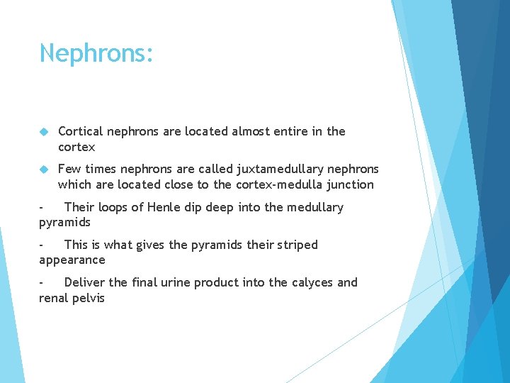 Nephrons: Cortical nephrons are located almost entire in the cortex Few times nephrons are