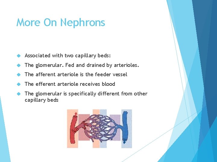 More On Nephrons Associated with two capillary beds: The glomerular. Fed and drained by