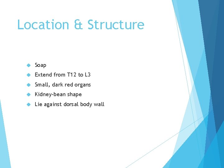 Location & Structure Soap Extend from T 12 to L 3 Small, dark red
