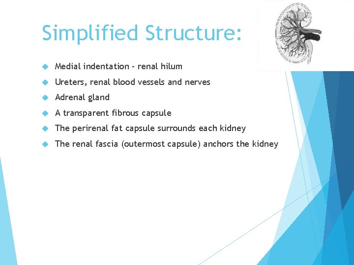 Simplified Structure: Medial indentation - renal hilum Ureters, renal blood vessels and nerves Adrenal