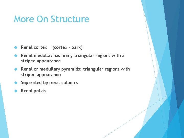 More On Structure Renal cortex (cortex – bark) Renal medulla: has many triangular regions