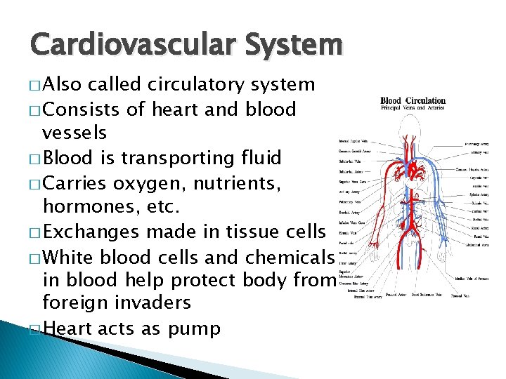 Cardiovascular System � Also called circulatory system � Consists of heart and blood vessels