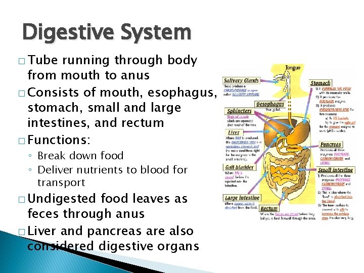 Digestive System � Tube running through body from mouth to anus � Consists of