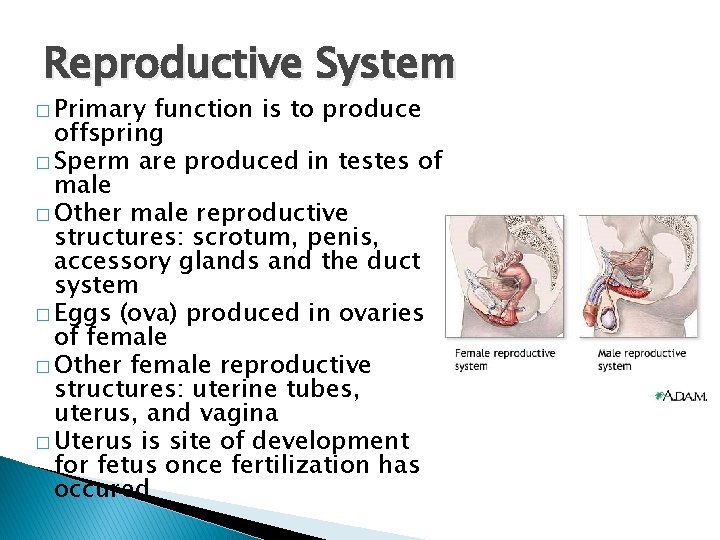 Reproductive System � Primary function is to produce offspring � Sperm are produced in