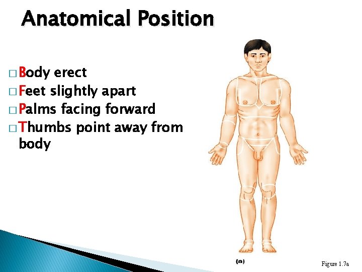 Anatomical Position � Body erect � Feet slightly apart � Palms facing forward �