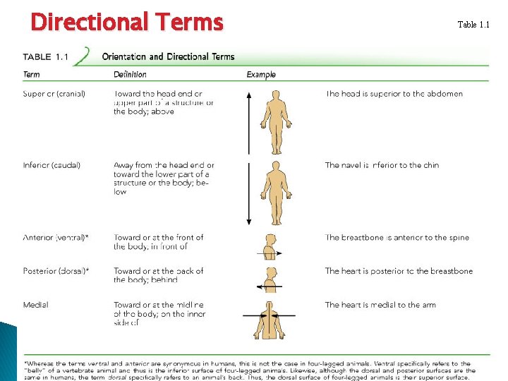 Directional Terms Table 1. 1 