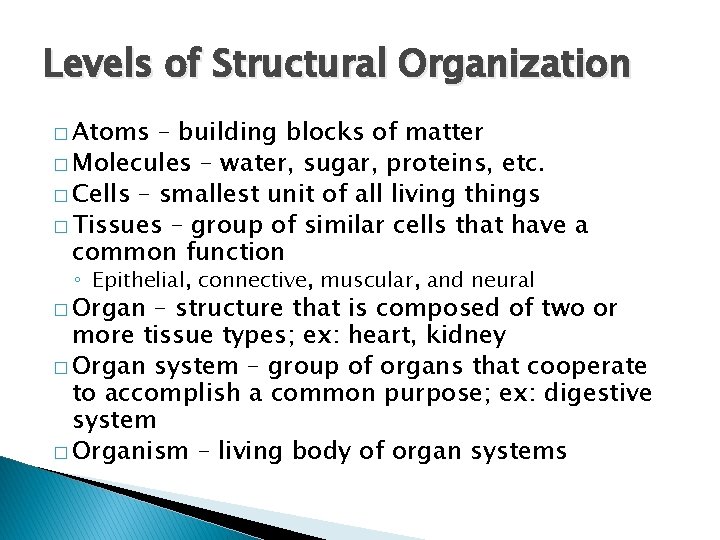 Levels of Structural Organization � Atoms – building blocks of matter � Molecules –