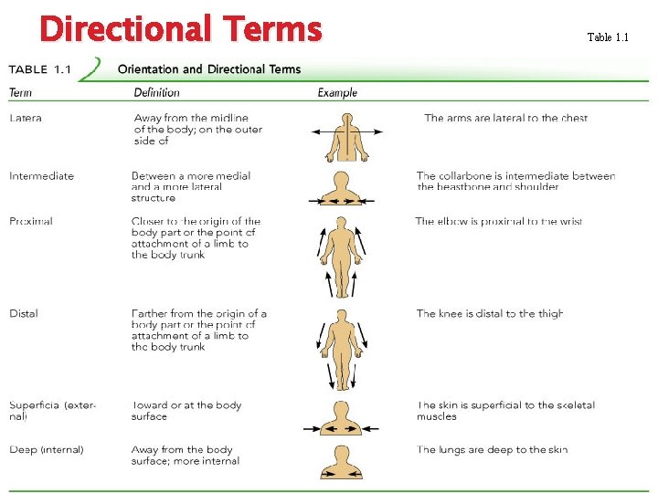 Directional Terms Table 1. 1 