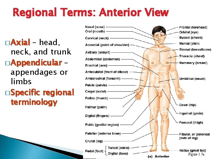 Regional Terms: Anterior View � Axial – head, neck, and trunk � Appendicular –