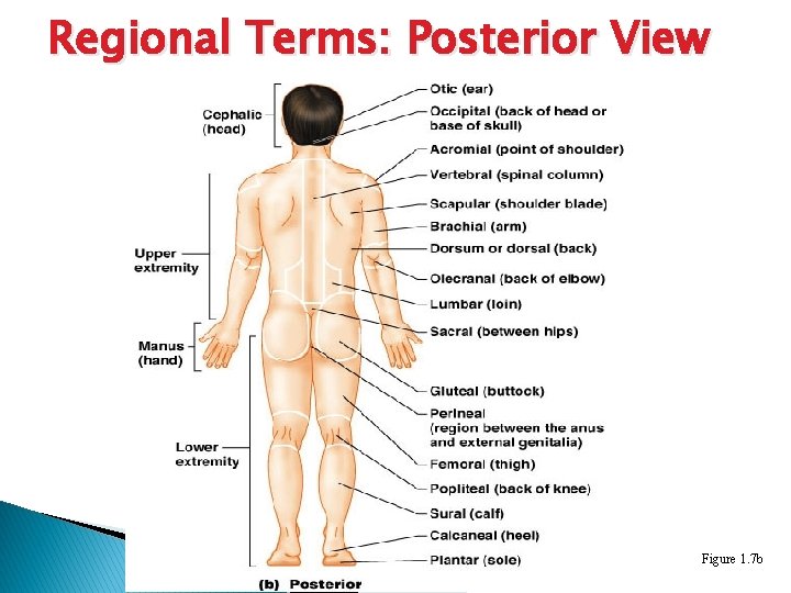 Regional Terms: Posterior View Figure 1. 7 b 