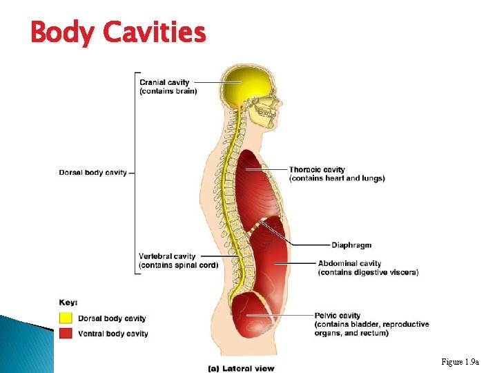 Body Cavities Figure 1. 9 a 