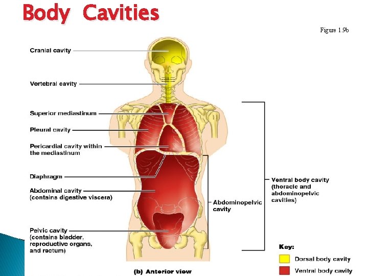 Body Cavities Figure 1. 9 b 