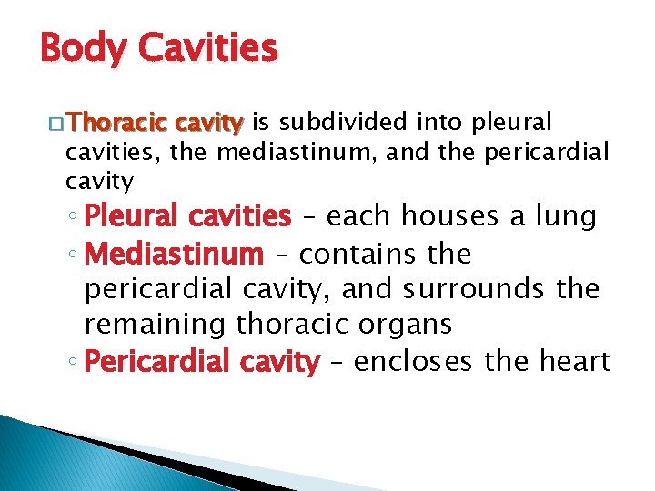 Body Cavities � Thoracic cavity is subdivided into pleural cavities, the mediastinum, and the