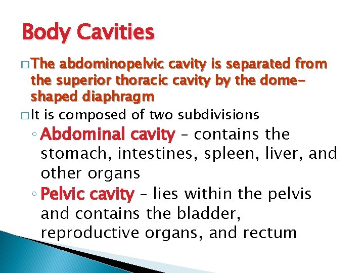 Body Cavities � The abdominopelvic cavity is separated from the superior thoracic cavity by