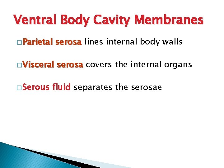 Ventral Body Cavity Membranes � Parietal serosa lines internal body walls � Visceral serosa