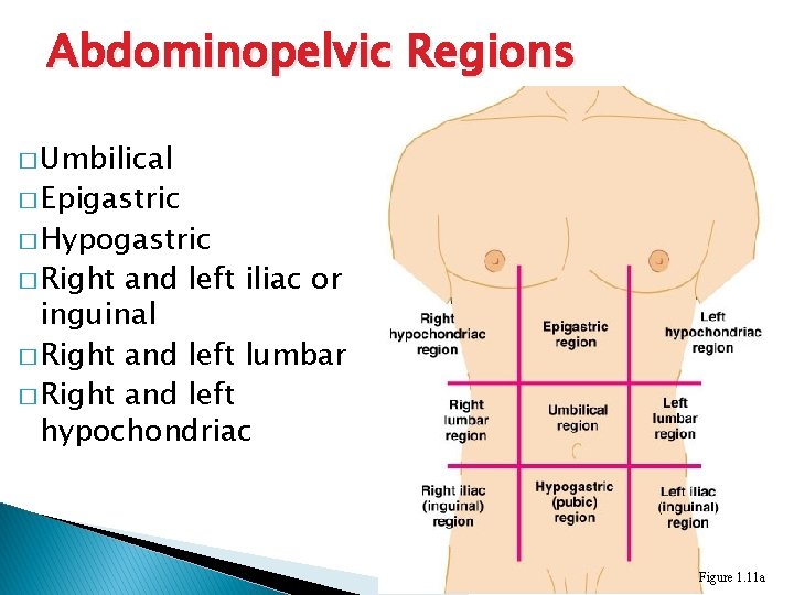 Abdominopelvic Regions � Umbilical � Epigastric � Hypogastric � Right and left iliac or